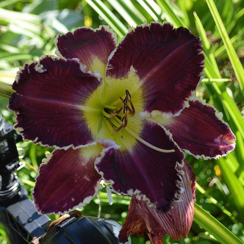 Daylily-Battle-Of-The-Ages-1200x-DSC 2363