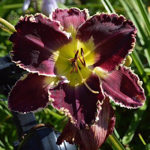 Daylily-Battle-Of-The-Ages-1200x-DSC 2368