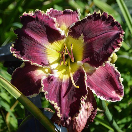 Daylily-Battle-Of-The-Ages-1200x-DSC 2386