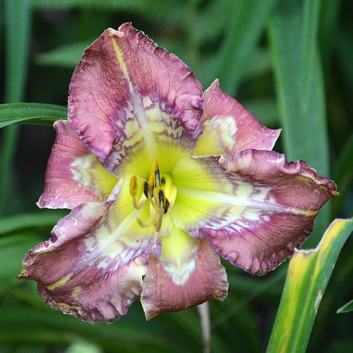 Daylily (Hemerocallis) Beach Party Pedicure