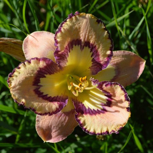 Daylily-Bella-Isabella-1200x-DSC 0513