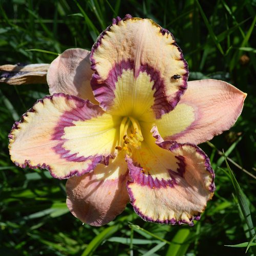 Daylily (Hemerocallis) Bella Isabella