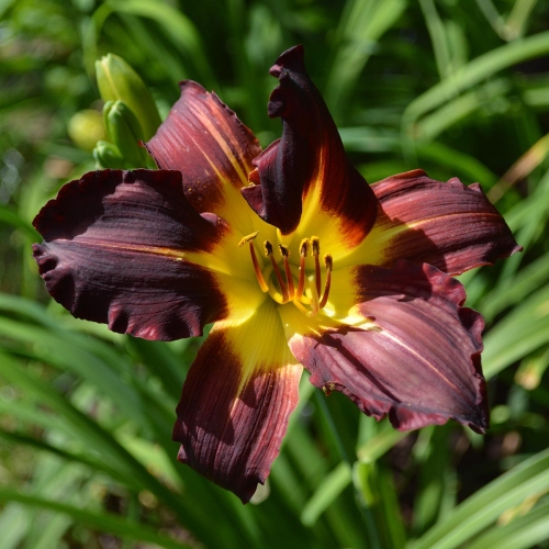 Daylily-Better-Dead-Than-Read-1200x-DSC 0890