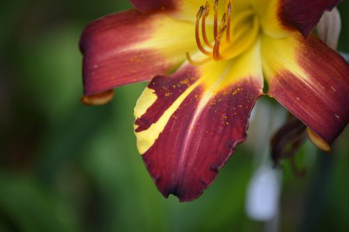 Daylily-Better-Dead-Than-Red-1200h-DSC 0093