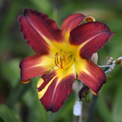 Daylily-Better-Dead-Than-Red-1200x-DSC 0095