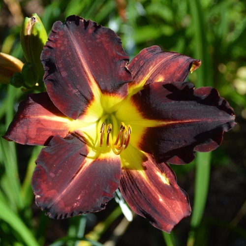 Daylily-Better-Dead-Than-Red-1200x-DSC 0166