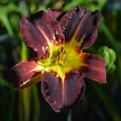 Daylily-Better-Dead-Than-Red-1200x-DSC 0213