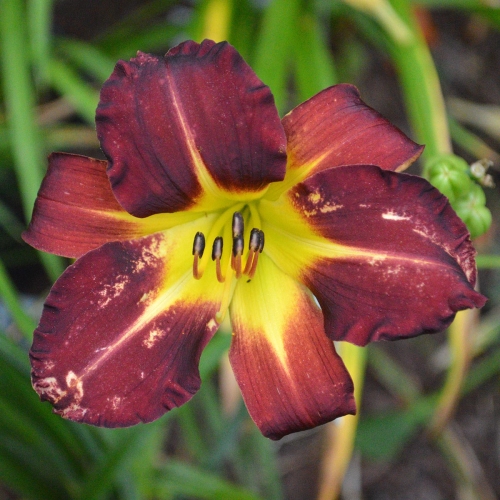 Daylily-Better-Dead-Than-Red-1200x-DSC 0227