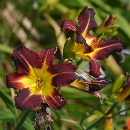 Daylily-Better-Dead-Than-Red-1200x-DSC 0387