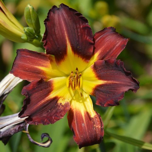 Daylily-Better-Dead-Than-Red-1200x-DSC 0452