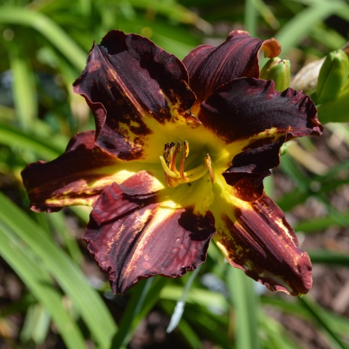 Daylily-Better-Dead-Than-Red-1200x-DSC 0496