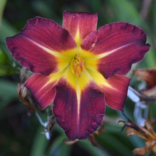Daylily-Better-Dead-Than-Red-1200x-DSC 0579