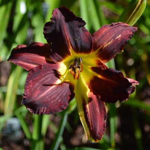 Daylily-Better-Dead-Than-Red-1200x-DSC 0652