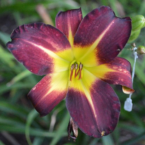 Daylily-Better-Dead-Than-Red-1200x-DSC 0728