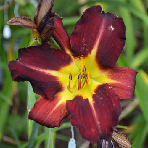 Daylily-Better-Dead-Than-Red-1200x-DSC 0799