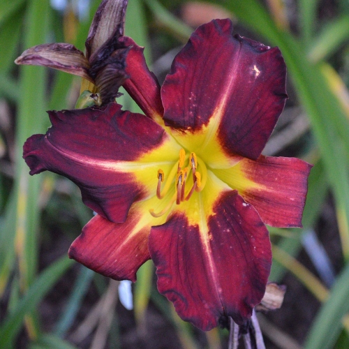 Daylily-Better-Dead-Than-Red-1200x-DSC 0924