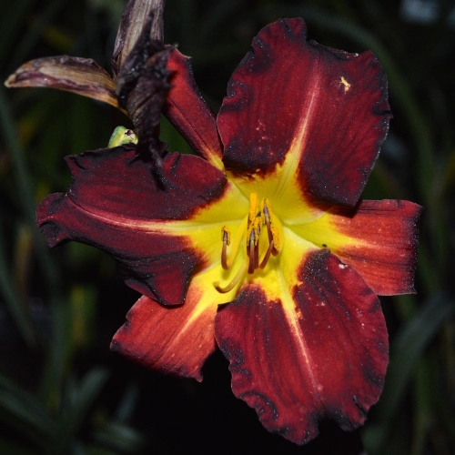 Daylily-Better-Dead-Than-Red-1200x-DSC 0951