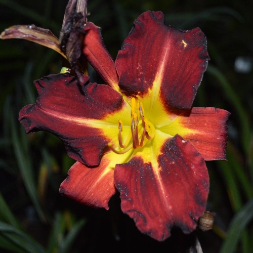 Daylily-Better-Dead-Than-Red-1200x-DSC 0954