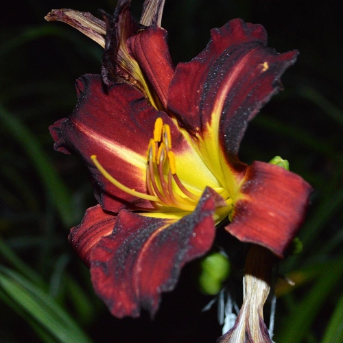 Daylily-Better-Dead-Than-Red-1200x-DSC 0961
