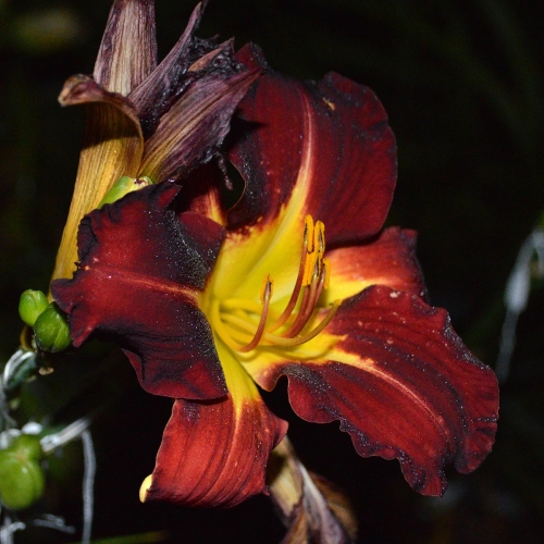 Daylily-Better-Dead-Than-Red-1200x-DSC 0963