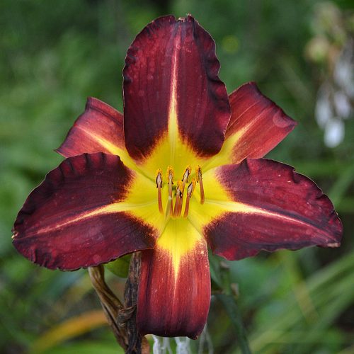 Daylily-Better-Dead-Than-Red-1200x-DSC 2318