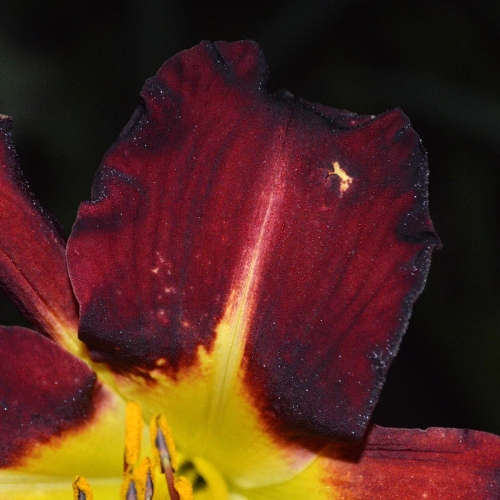 Daylily-Better-Dead-Than-Red-petal-1200x-DSC 0955