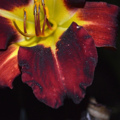Daylily-Better-Dead-Than-Red-petal-1200x-DSC 0957