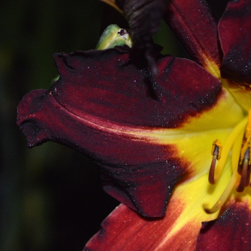 Daylily-Better-Dead-Than-Red-petal-1200x-DSC 0958