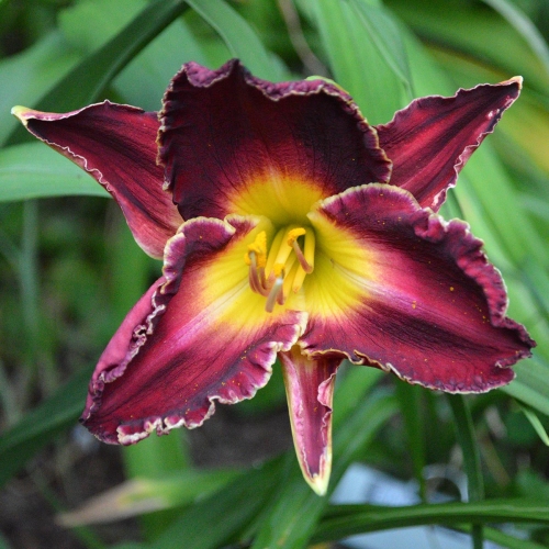 Daylily-Bing-Crosby-1200x-DSC 0273