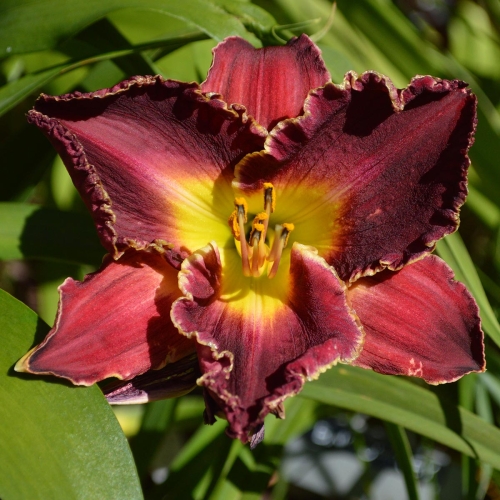 Daylily-Bing-Crosby-1200x-DSC 0460