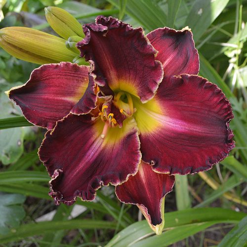 Daylily-Bing-Crosby-1200x-DSC 0534