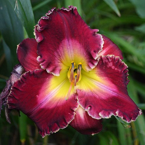 Daylily (Hemerocallis) Bing Crosby