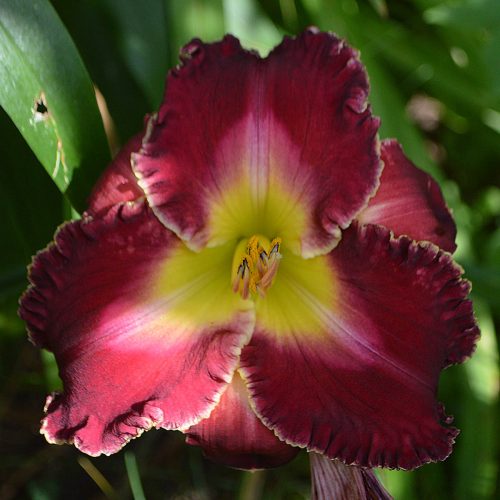 Daylily-Bing-Crosby-1200x-DSC 1284