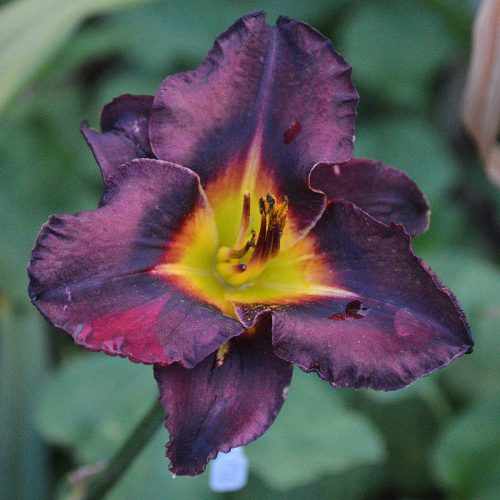 Daylily (Hemerocallis) Black Lapis