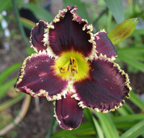Daylily-Black-Wolf-1200x-DSC 0561