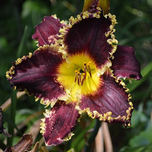 Daylily-Black-Wolf-1200x-DSC 0593