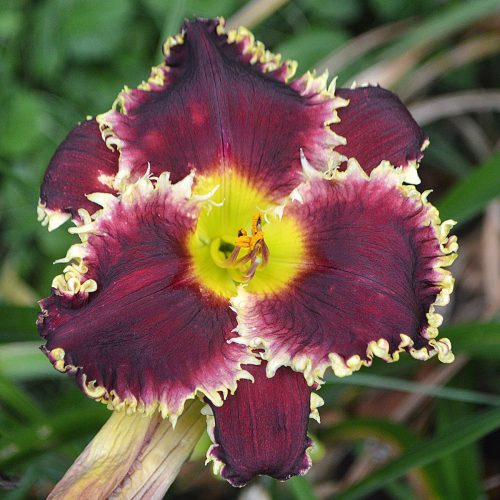 Daylily (Hemerocallis) Black Wolf