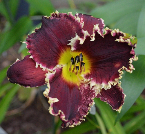 Daylily-Black-Wolf-1200x-DSC 0960