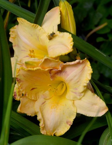 Daylily-Blame-It-On-The-Rain-1200w-DSC 0061