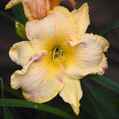 Daylily-Blame-It-On-The-Rain-1200x-DSC 0114