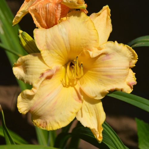 Daylily-Blame-It-On-The-Rain-1200x-DSC 0165