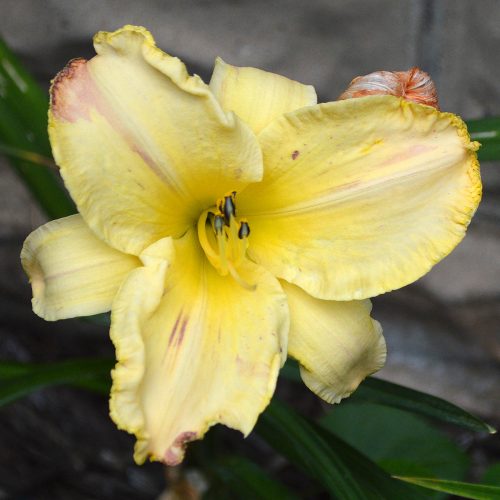 Daylily-Blame-It-On-The-Rain-1200x-DSC 0510 (1)
