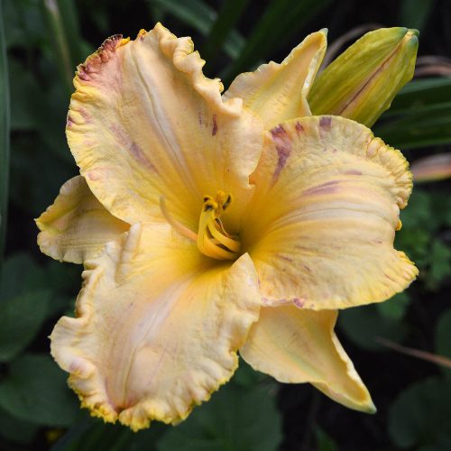 Daylily-Blame-It-On-The-Rain-1200x-DSC 0580