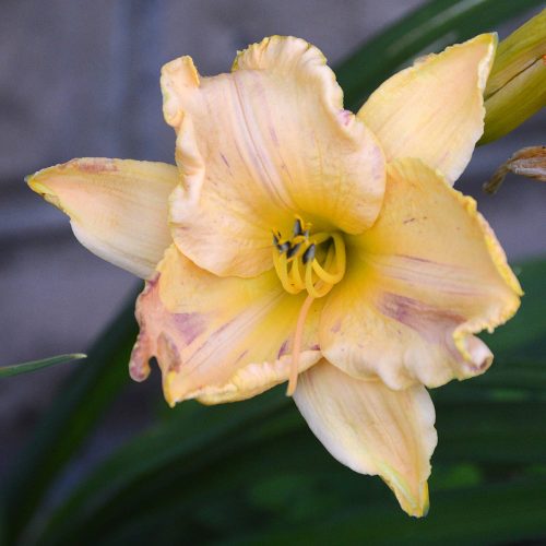 Daylily-Blame-It-On-The-Rain-1200x-DSC 0624
