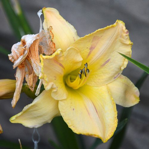 Daylily-Blame-It-On-The-Rain-1200x-DSC 0798 (1)