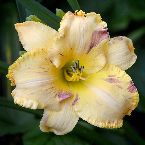 Daylily-Blame-It-On-The-Rain-1200x-DSC 0854