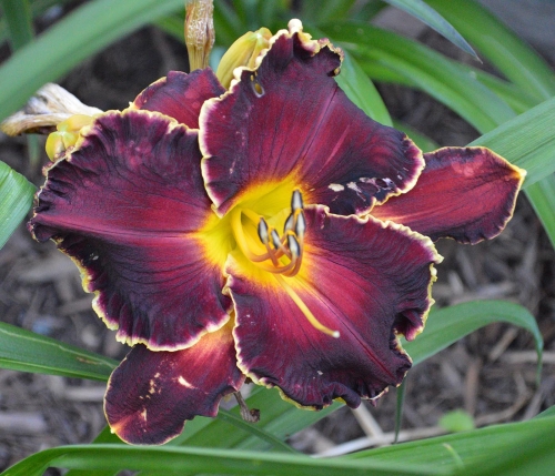 Daylily-Blessings-Beyond-Measure-1200h-DSC 0064