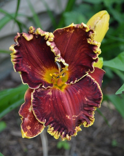 Daylily-Blessings-Beyond-Measure-1200w-DSC 0278