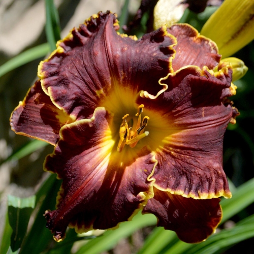 Daylily-Blessings-Beyond-Measure-1200x-DSC 0035
