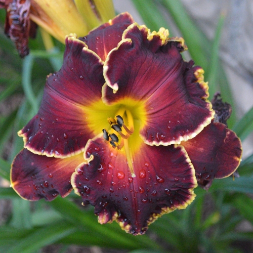 Daylily-Blessings-Beyond-Measure-1200x-DSC 0119